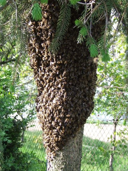 Mám vyrojené včely?