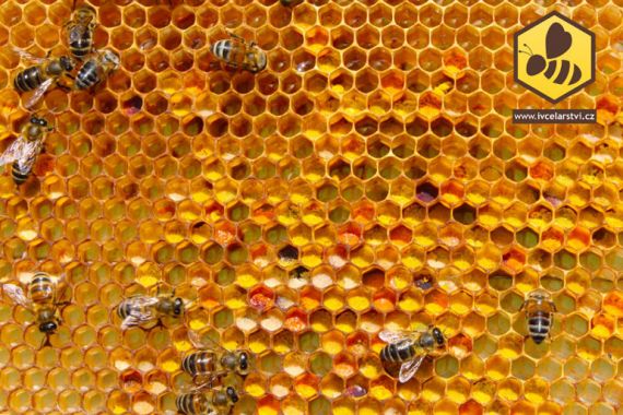 Zpracování medu a konzervování pylu
