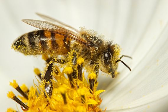 Kvalitní krmivo pro včely