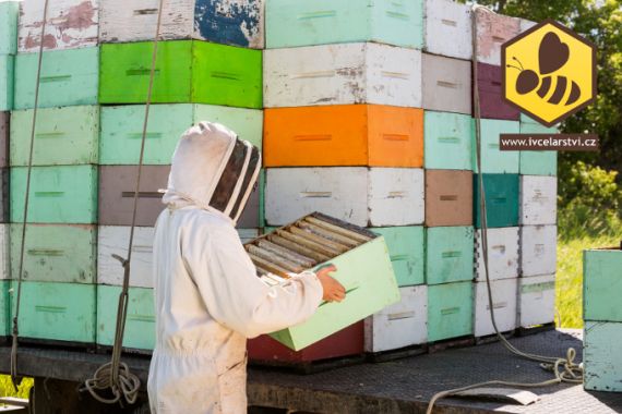 Včelaření jako předmět podnikání