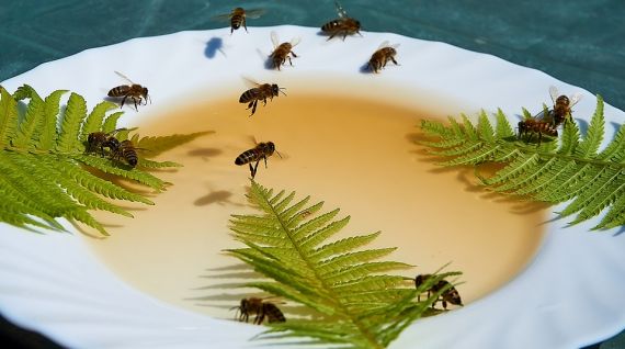 Krmení včelstev
