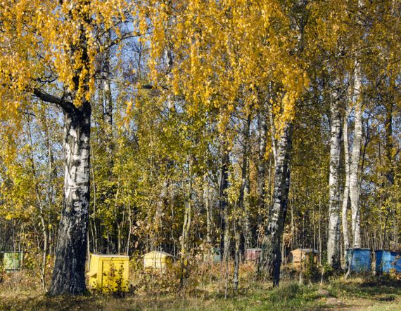 Včelařský kalendář: říjen