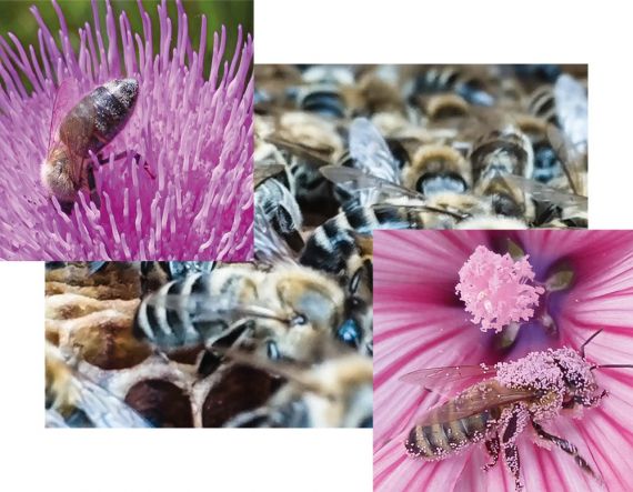 Kraňka, kříženci a Varroa destructor