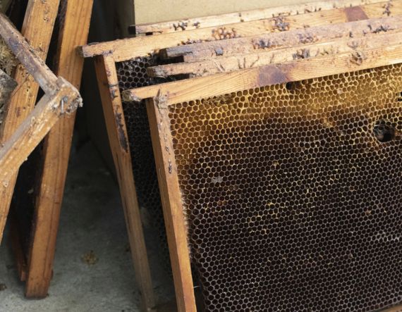 Listopad v úlu – včely se stahují do zimního chomáče