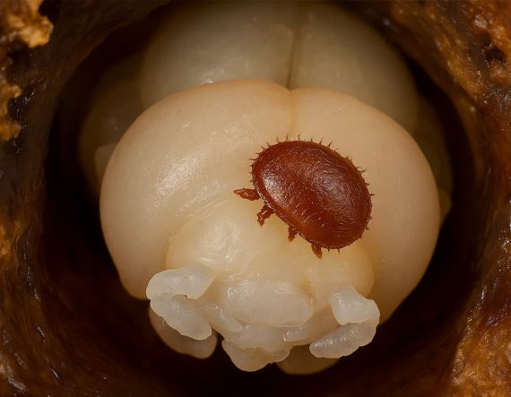 Varroóza - kleštík včelí největší postrach včelařů