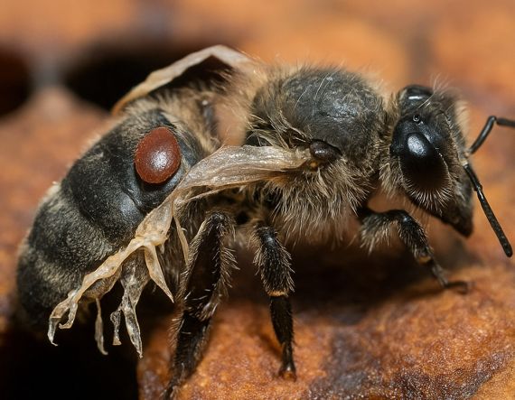Proč a jak léčit včely: průvodce zdravím úlu a čistotou vosku