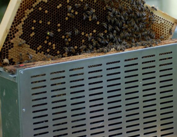 Izolace včelích matek a klíckováním proti varroáze