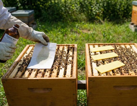 Kyselina mravenčí versus Thymovar