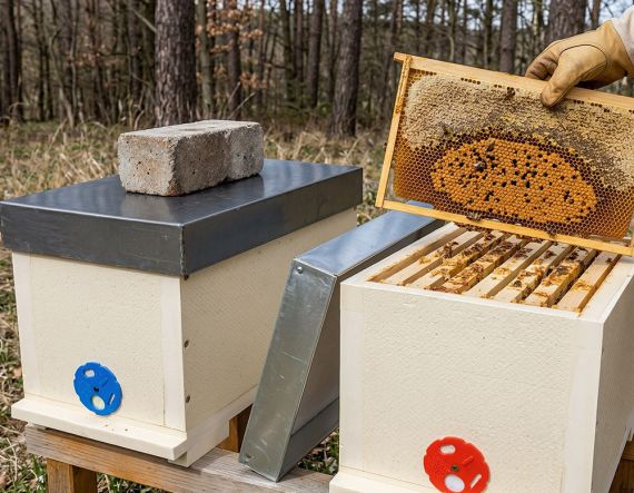 Jarní prohlídky včelstev - miniplusy a dadant