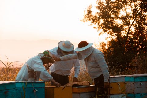 Výběr včelího úlu 