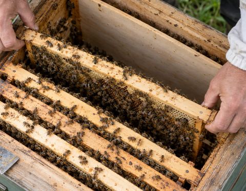 Péče o nové včelí oddělky: návod jak postupovat od převozu po zazimování