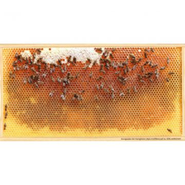 Pohlednice SIPA "prázdná plástev"